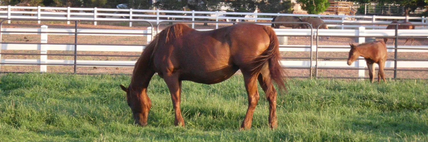 Broodmares