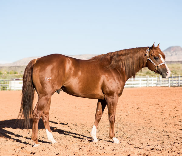 Sables Dashing Guy