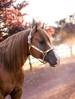 Sables Dashing Guy