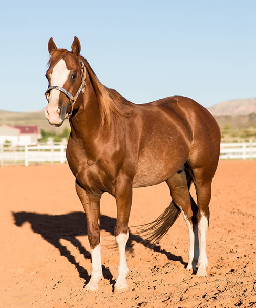 AES Sables Stoli Guy